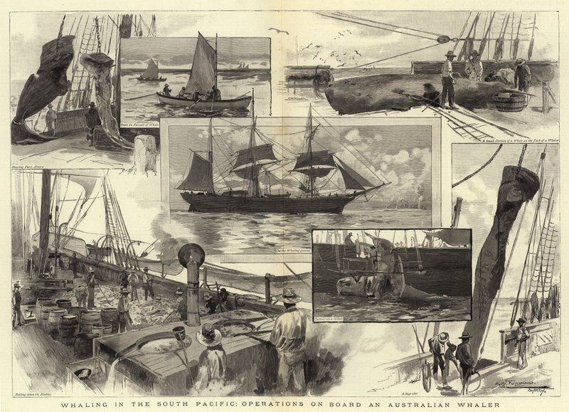Caza de ballenas en el Pacífico Sur, operaciones a bordo de un ballenero australiano de Albert Henry Fullwood