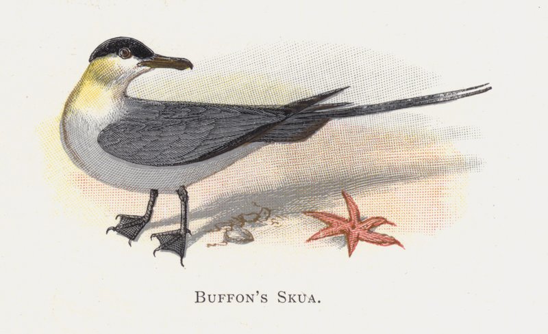 El Págalo de Buffon de Alexander Francis Lydon