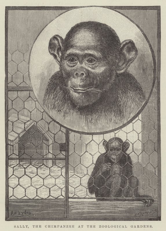 Sally, la chimpancé en los Jardines Zoológicos de Alexander Francis Lydon