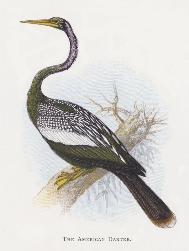 El Anhinga Americana de Alexander Francis Lydon