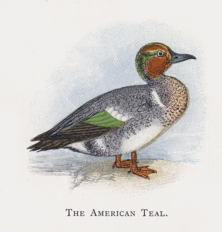 El Cerceta Americana de Alexander Francis Lydon