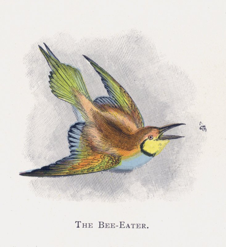 El Abejaruco de Alexander Francis Lydon