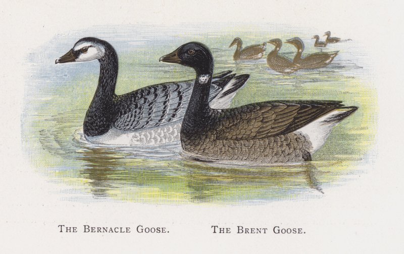 El Ganso Bernacle, El Ganso Brent de Alexander Francis Lydon
