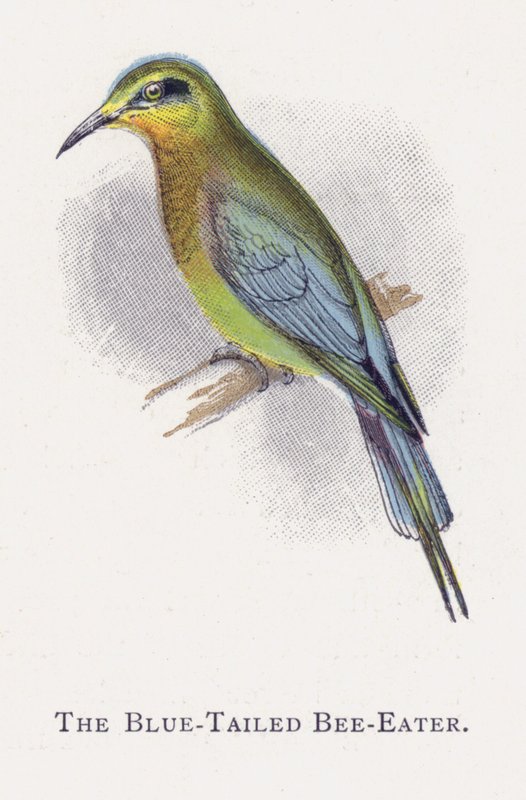 El Abejaruco de Cola Azul de Alexander Francis Lydon