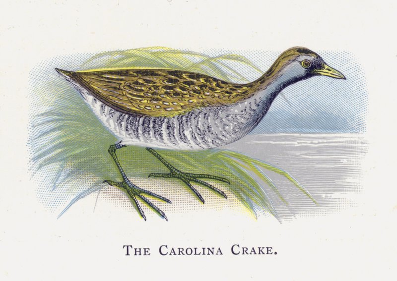 El Polluela de Carolina de Alexander Francis Lydon