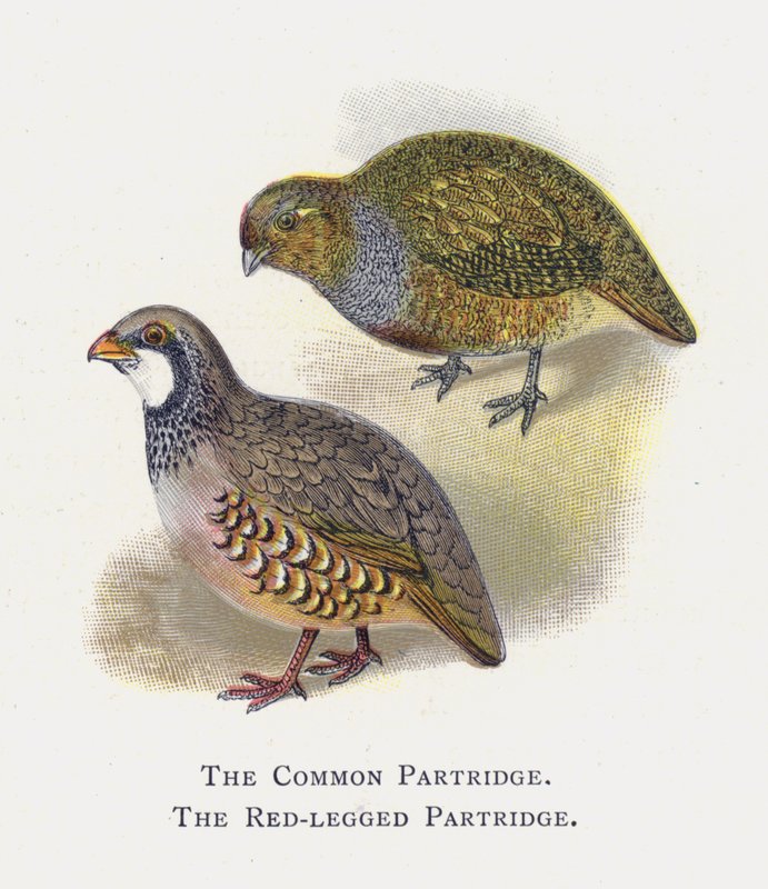 La Perdiz Común, La Perdiz Patirroja de Alexander Francis Lydon