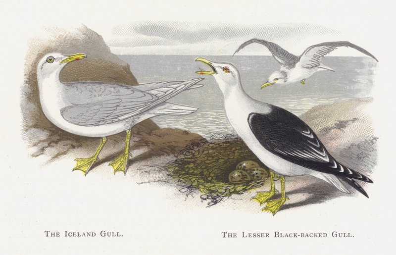 La gaviota de Islandia, La gaviota sombría de Alexander Francis Lydon
