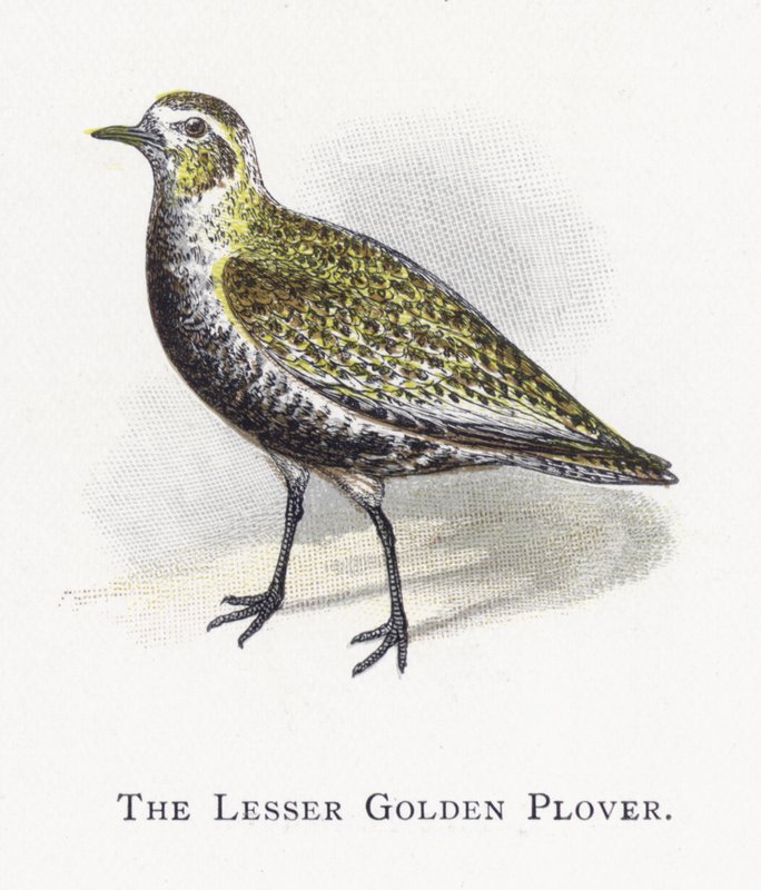El Chorlito Dorado Menor de Alexander Francis Lydon
