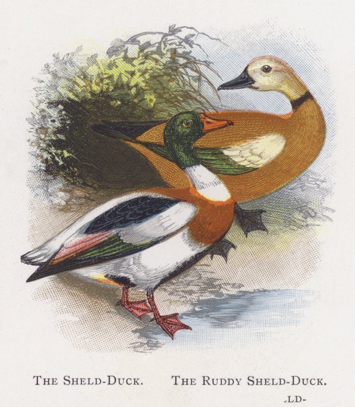 El Pato Sheld, El Pato Sheld Rojizo de Alexander Francis Lydon