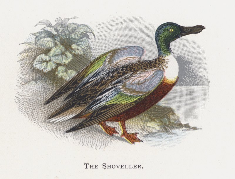 El Pato Cuchara de Alexander Francis Lydon