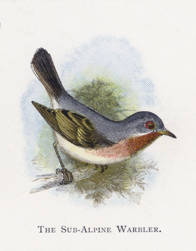 La Curruca Subalpina de Alexander Francis Lydon