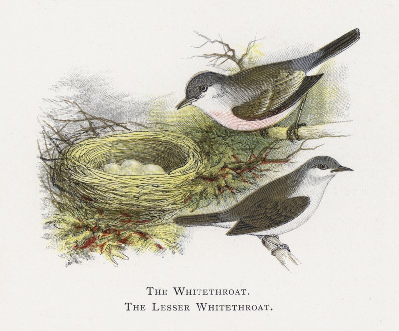 La Curruca Zarcera, La Curruca Zarcerilla de Alexander Francis Lydon