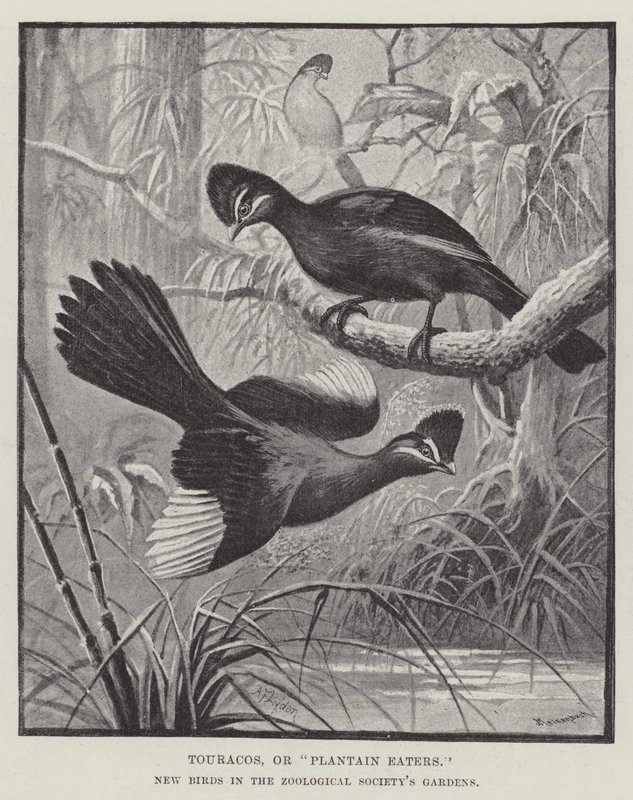 Touracos, o Comedores de Plátano, Nuevas Aves en los Jardines de la Sociedad Zoológica de Alexander Francis Lydon