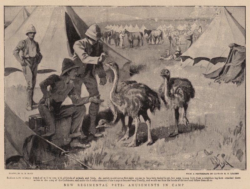 Nuevas mascotas regimentales, diversiones en el campamento de Alexander Stuart Boyd