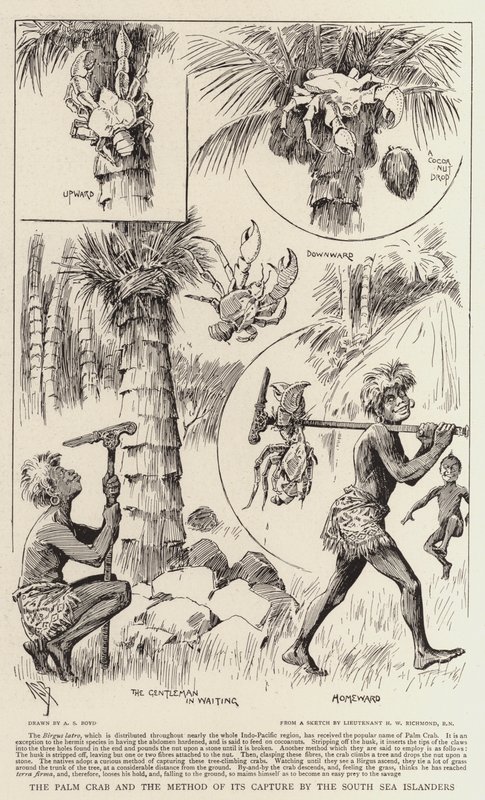 El cangrejo de palma y el método de su captura por los isleños del Mar del Sur de Alexander Stuart Boyd