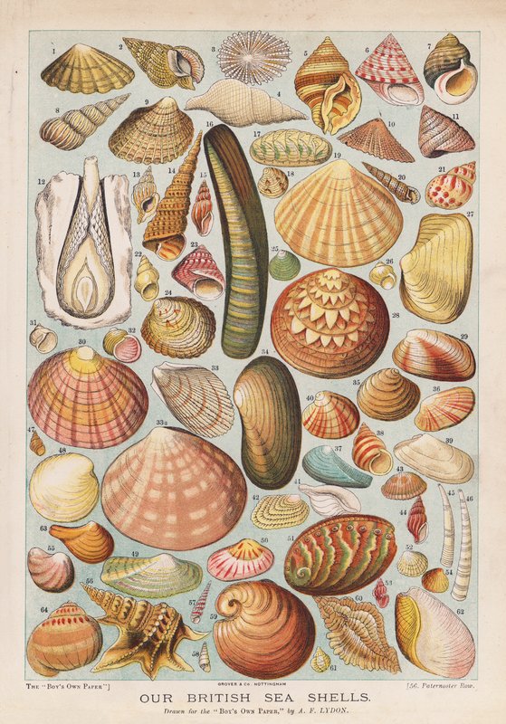 Conchas marinas británicas (chromolitho) de Alexander Francis (after) Lydon