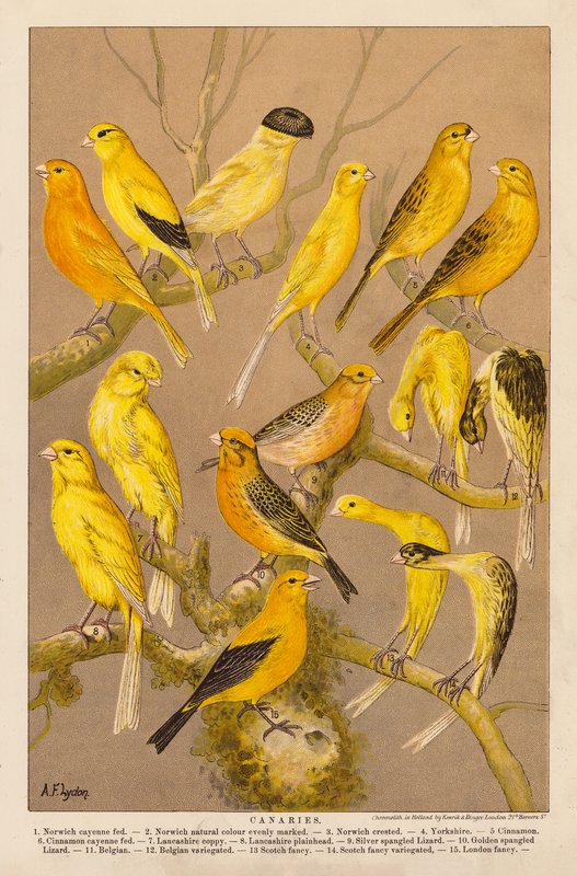 Canarios (cromolitos) de Alexander Francis (after) Lydon
