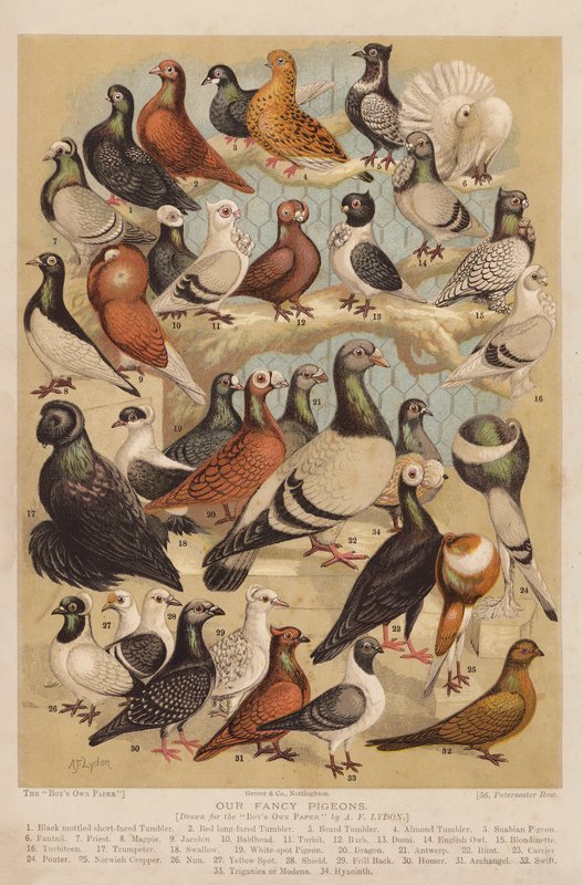 Palomas (cromolito) de Alexander Francis (after) Lydon