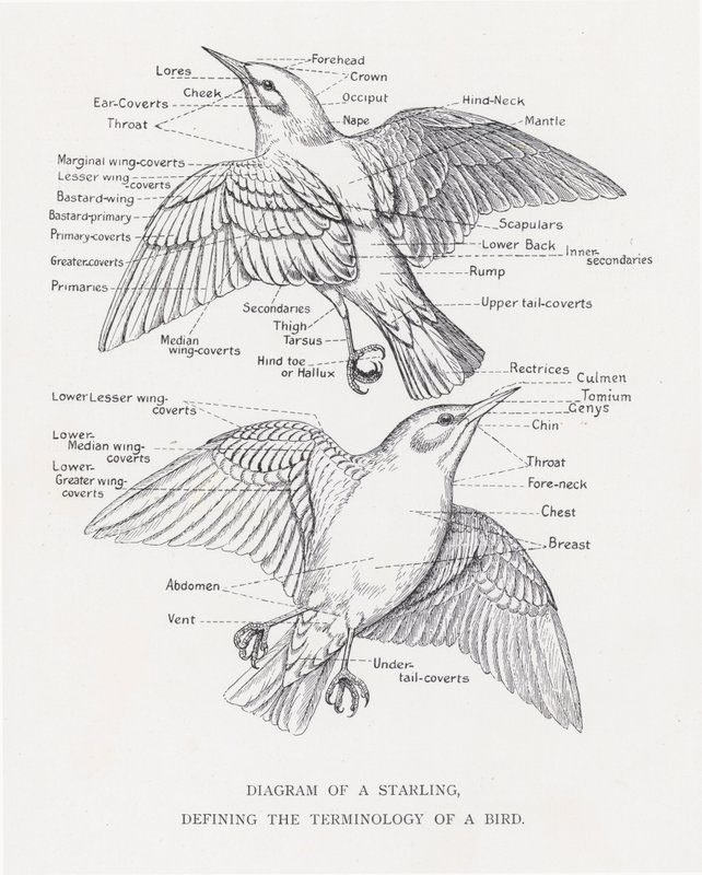 Diagrama de un estornino, definiendo la terminología de un pájaro de Alexander Francis Lydon