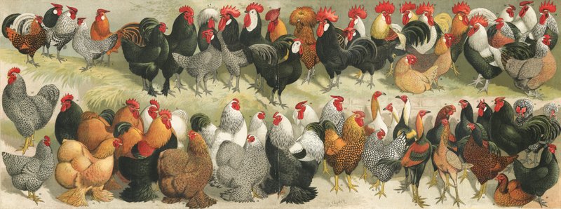 Aves de Alexander Francis Lydon