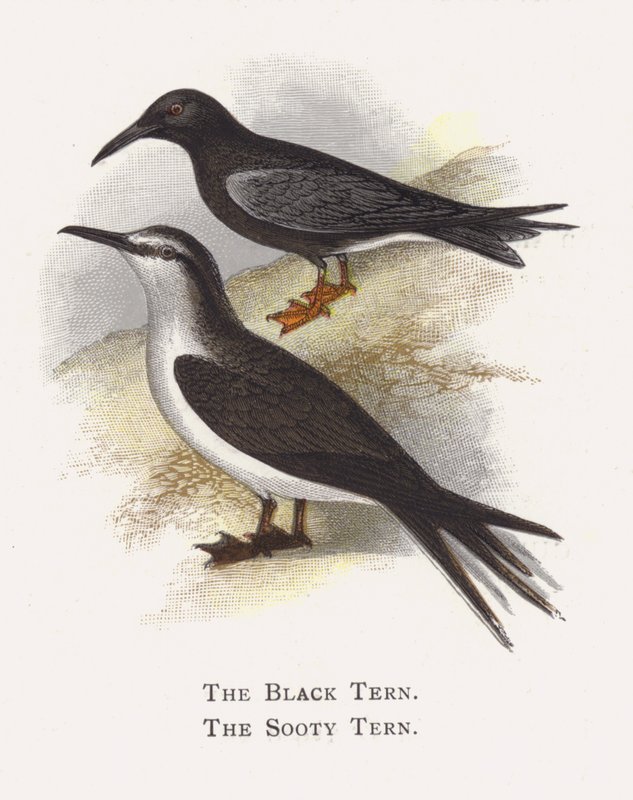 El Charrán Negro, El Charrán Sooty de Alexander Francis Lydon