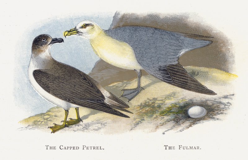 El Petrel Encapuchado, El Fulmar de Alexander Francis Lydon
