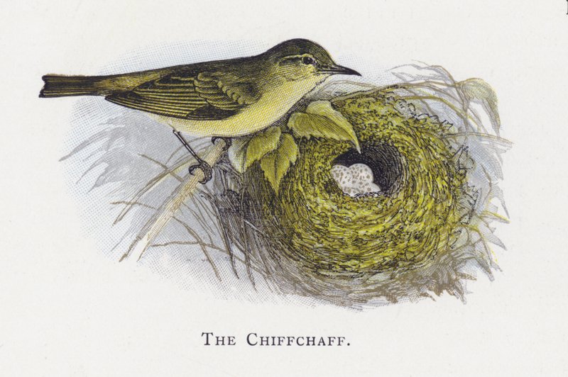 El Mosquitero Común de Alexander Francis Lydon