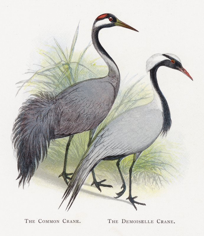 La grulla común, La grulla damisela de Alexander Francis Lydon