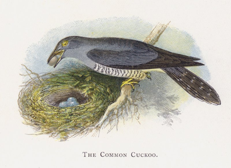 El Cuco Común de Alexander Francis Lydon