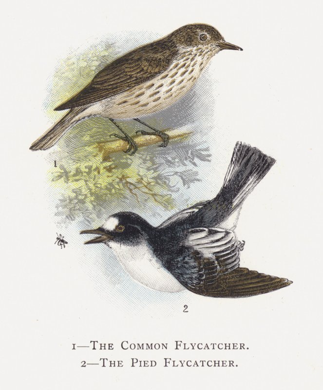El Papamoscas Común, El Papamoscas Cerrojillo de Alexander Francis Lydon