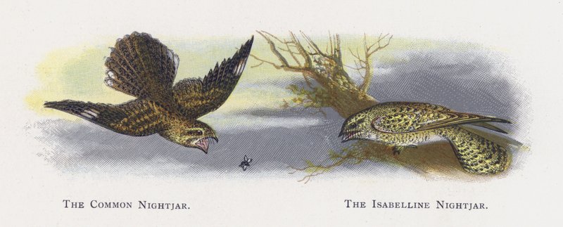 El Chotacabras Común, El Chotacabras Isabelino de Alexander Francis Lydon