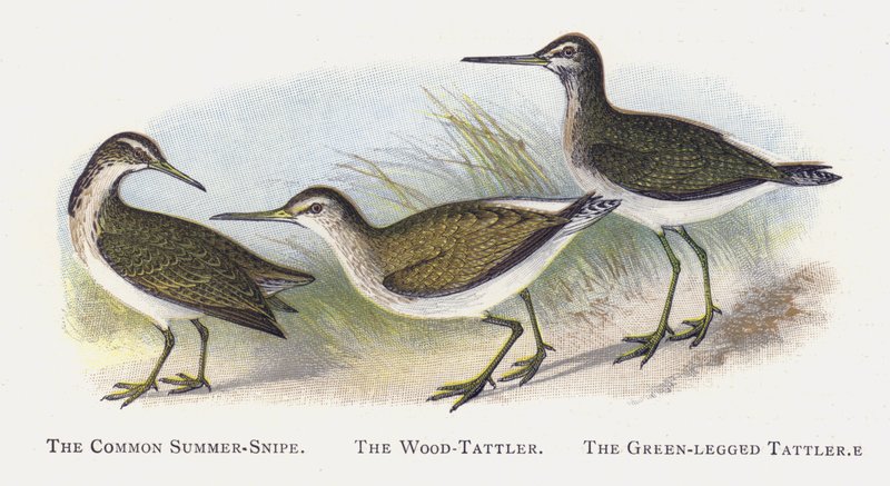 La Agachadiza Veraniega Común, El Andarríos de Bosque, El Andarríos de Patas Verdes de Alexander Francis Lydon