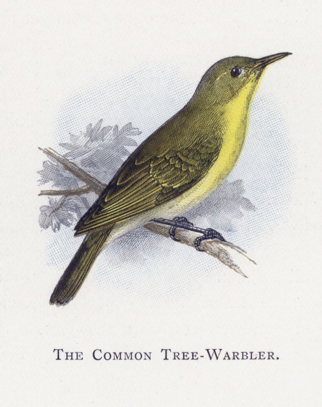 El Mosquitero Común de Alexander Francis Lydon
