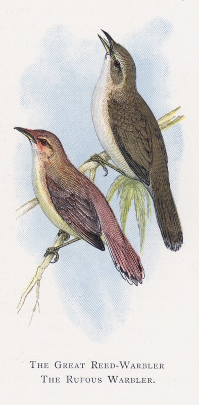 El Carricero Tordal, El Carricero Rojizo de Alexander Francis Lydon