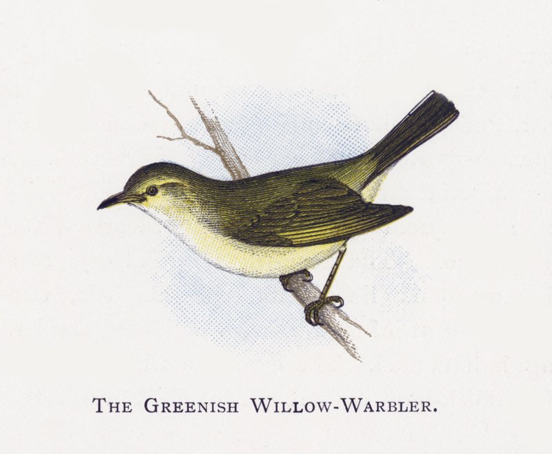 El Mosquitero Verdoso de Alexander Francis Lydon