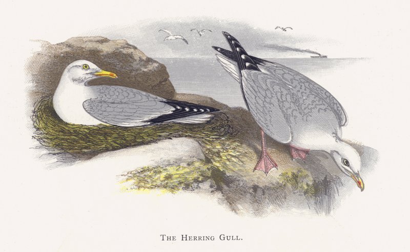 La gaviota argéntea de Alexander Francis Lydon