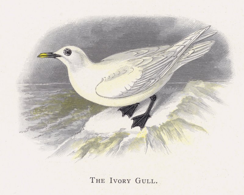 La Gaviota Marfil de Alexander Francis Lydon
