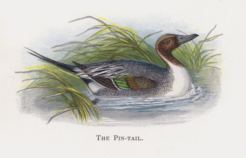 El Pato Rabudo de Alexander Francis Lydon