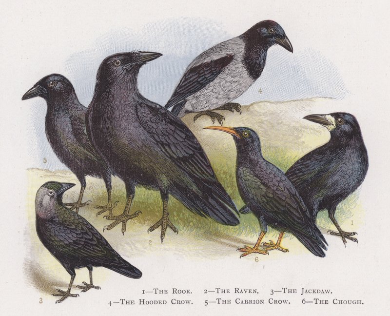 El grajo, El cuervo, La grajilla, El cuervo ceniciento, El cuervo negro, La chova piquirroja de Alexander Francis Lydon