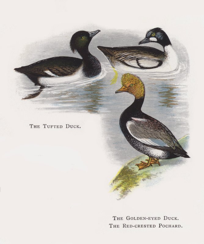 El pato moñudo, El porrón osculado, El pato colorado de Alexander Francis Lydon
