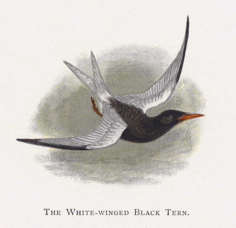 El Charrán Negro Aliblanco de Alexander Francis Lydon