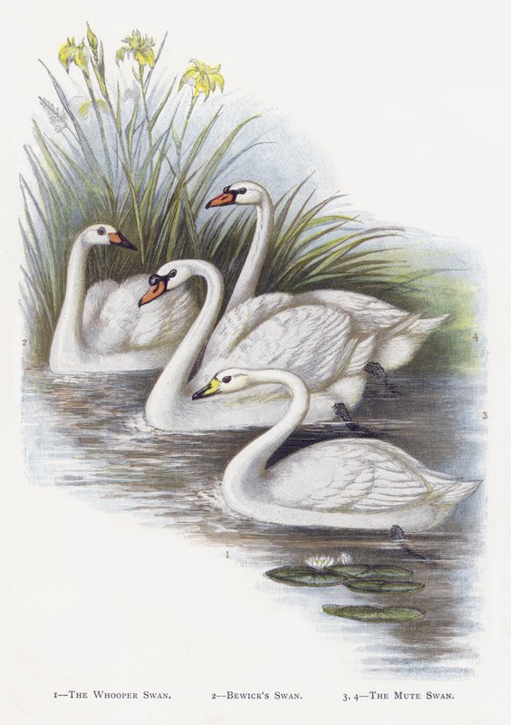 El cisne cantor, El cisne de Bewick, El cisne mudo de Alexander Francis Lydon