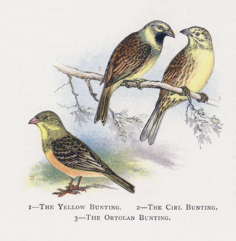 El Escribano Amarillo, El Escribano Cirl, El Escribano Ortolano de Alexander Francis Lydon