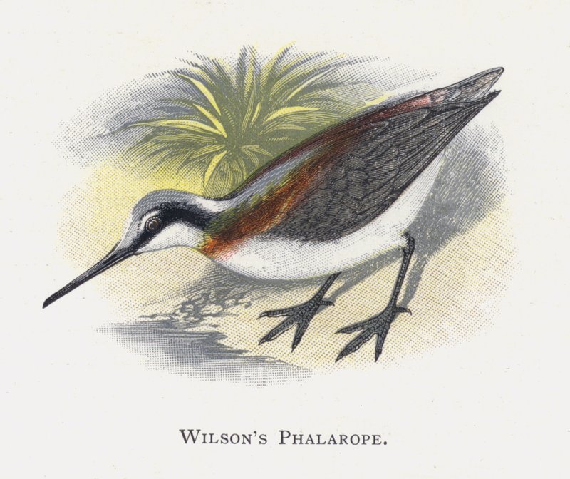 El Falaropo de Wilson de Alexander Francis Lydon