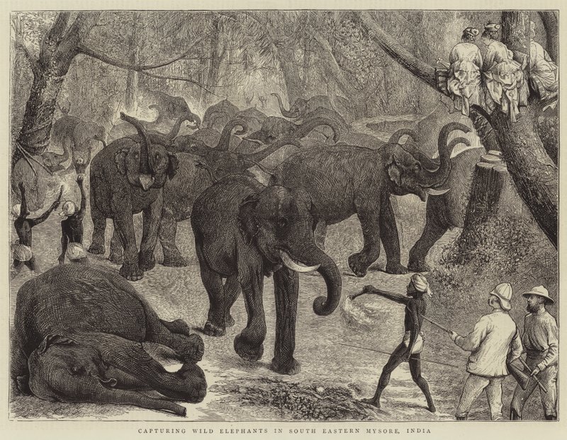 Captura de elefantes salvajes en el sureste de Mysore, India de Alfred Chantrey Corbould