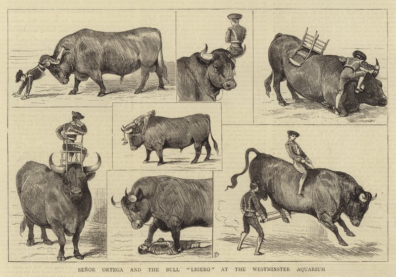 Señor Ortega y el toro Ligero en el Acuario de Westminster de Alfred Chantrey Corbould