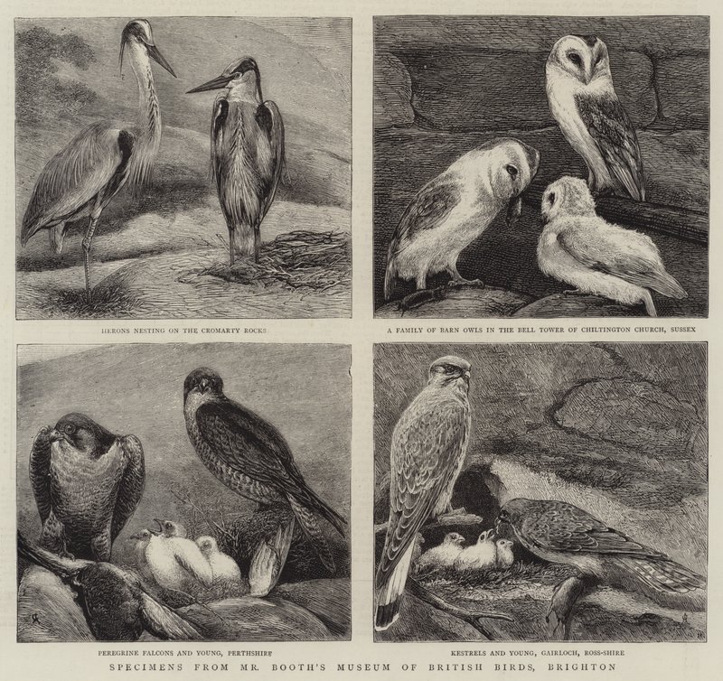 Especímenes del Museo de Aves Británicas del Sr. Booth, Brighton de Alfred Chantrey Corbould