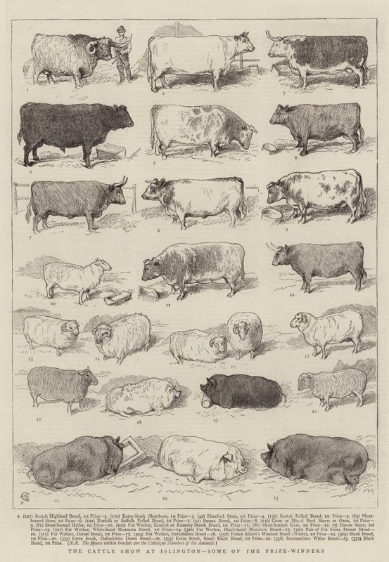 La exposición de ganado en Islington, algunos de los ganadores de premios de Alfred Chantrey Corbould