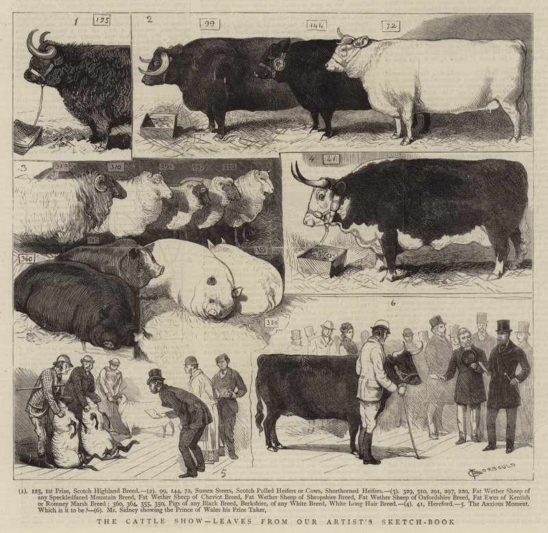 La exposición de ganado, hojas del cuaderno de bocetos de nuestro artista de Alfred Chantrey Corbould