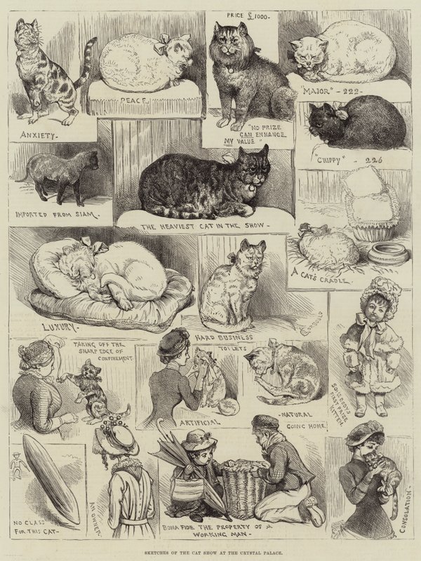 Bocetos de la Exposición de Gatos en el Crystal Palace de Alfred Courbould